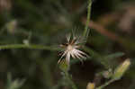 Dwarf horseweed